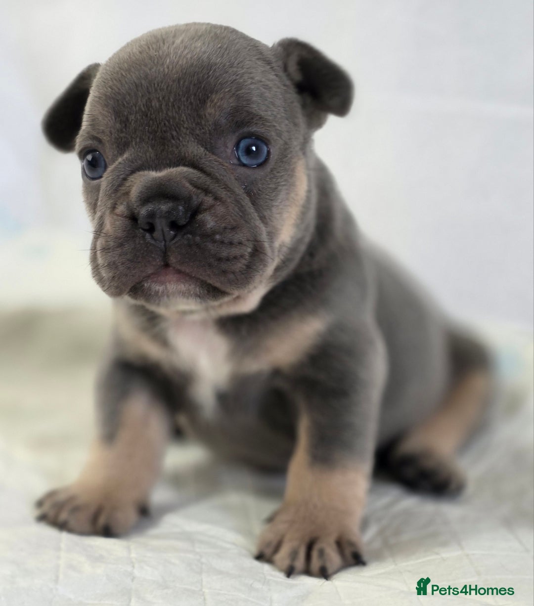 French Bulldog dogs for sale: TOP QUALITY KC REG FRENCHIES AVAILABLE  - Image 8