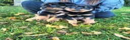 Rottweiler dogs for sale: German rottweiler pups now ready  - Advert 3