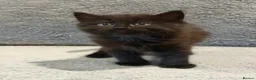 Mixed Breed cats for sale: Beautiful Mixed Breed Kitties 🐾 - Advert 4