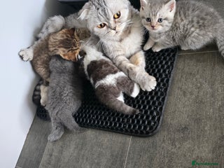 Scottish Fold cats - Advert 12