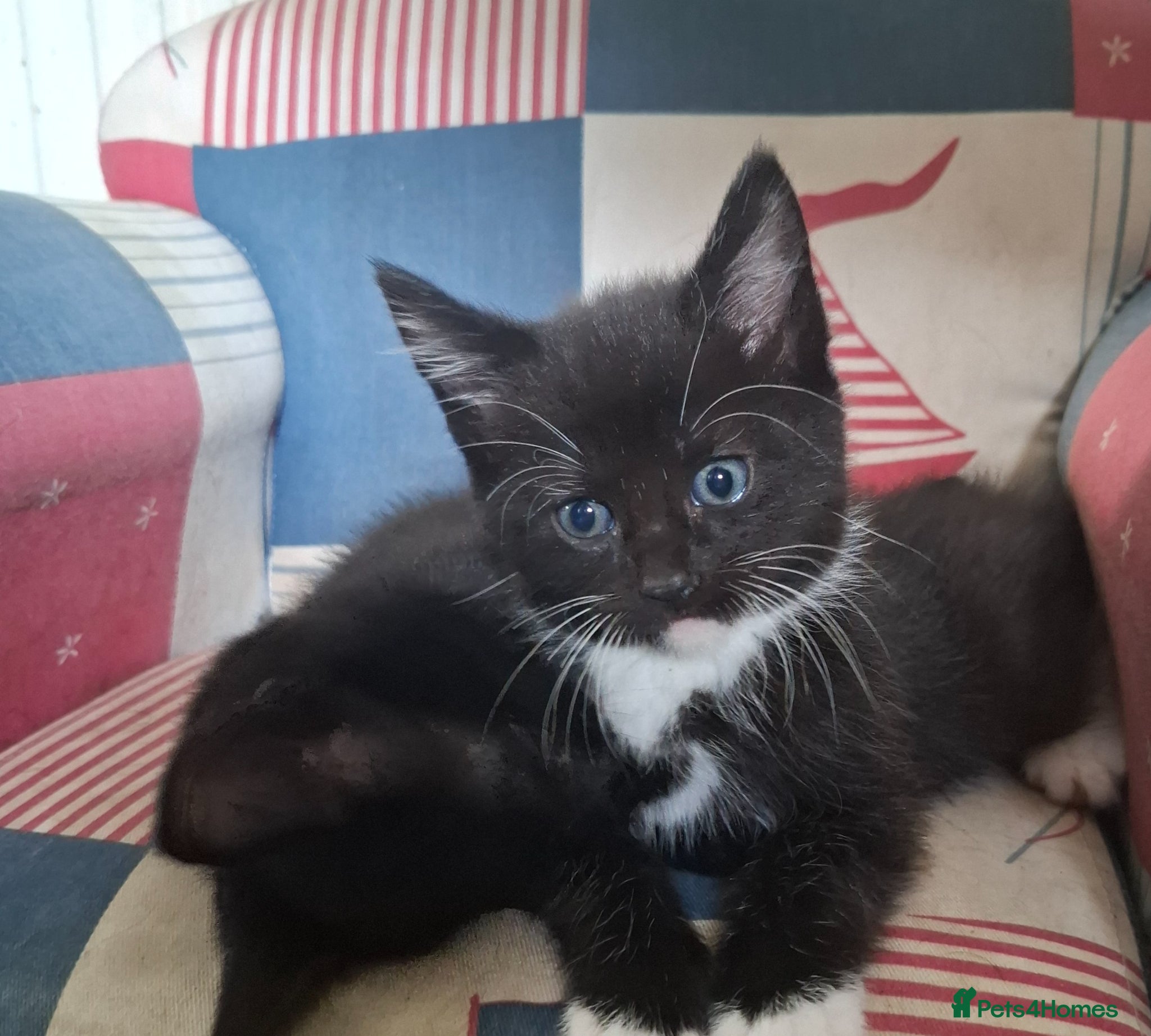 Mixed Breed cats 3 lovely male kittens  - Advert 8