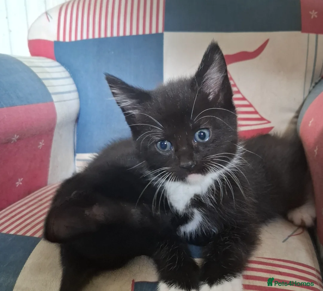 Mixed Breed cats for sale: 3 lovely male kittens  - Advert 1