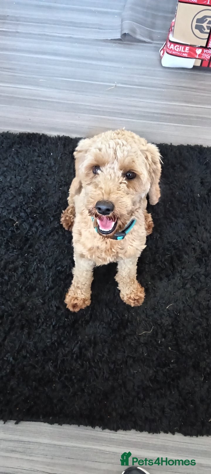 Cockapoo dogs 1 year old toy cockapoo looking for a new home  - Advert 2