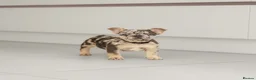 French Bulldog dogs for sale: !! REDUCED !! Beautiful KC Frenchie Puppies  - Advert 8