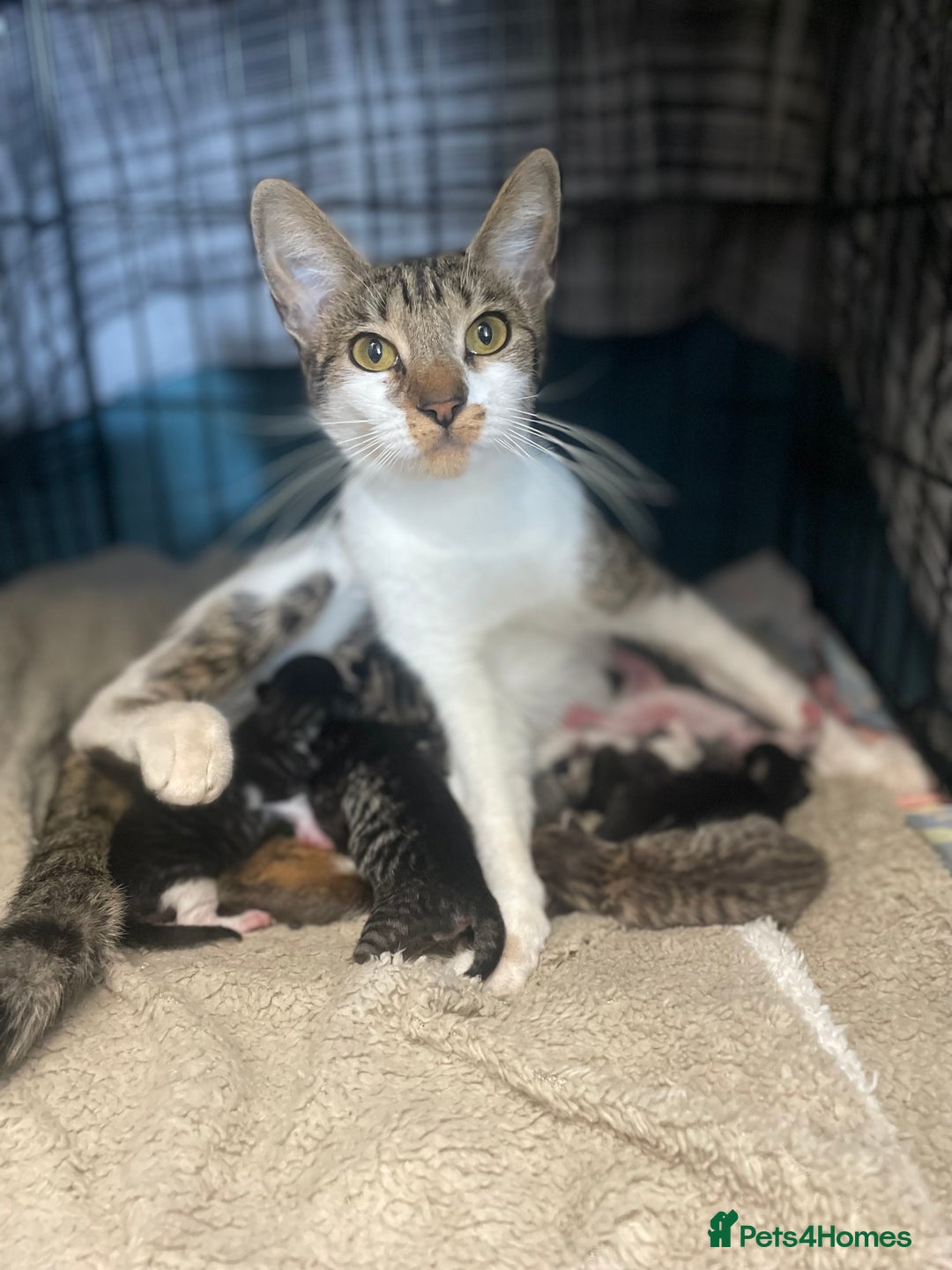 Savannah cats for sale: F7 Savannah cats  - Image 13