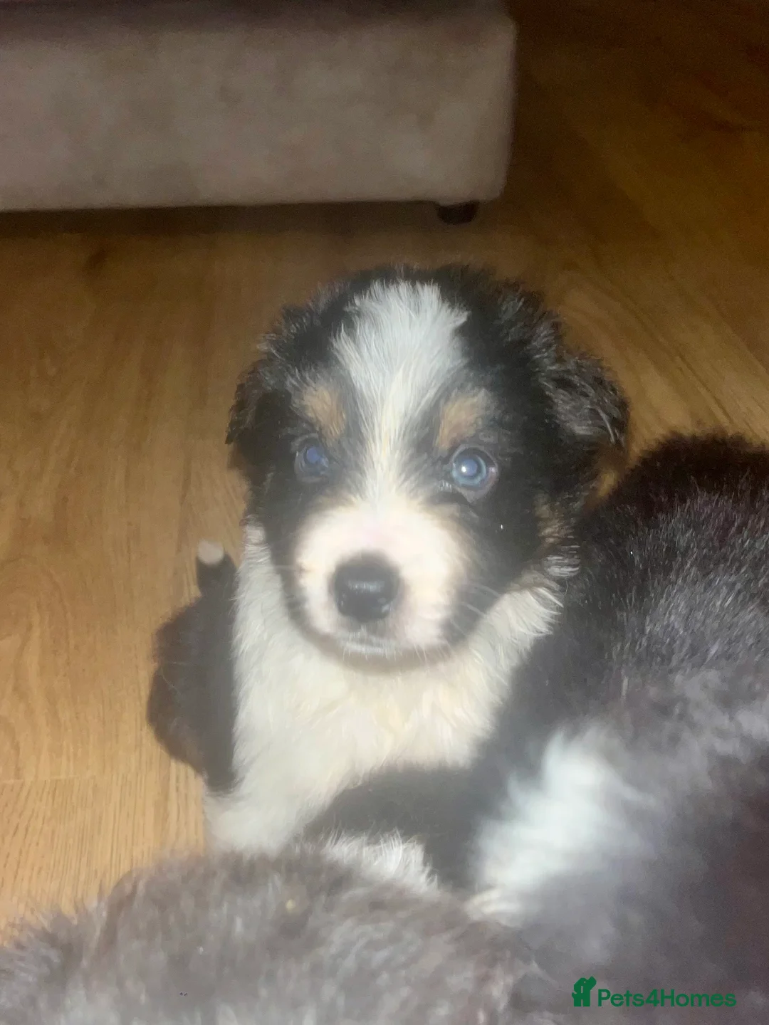 Border Collie dogs for sale: 6 beautiful tri border collie pups for sale  - Advert 13