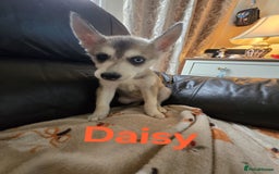 Siberian Husky dogs for sale: BEAUTIFUL SIBERIAN HUSKY PUPPIES WOLF GREY - Image 4