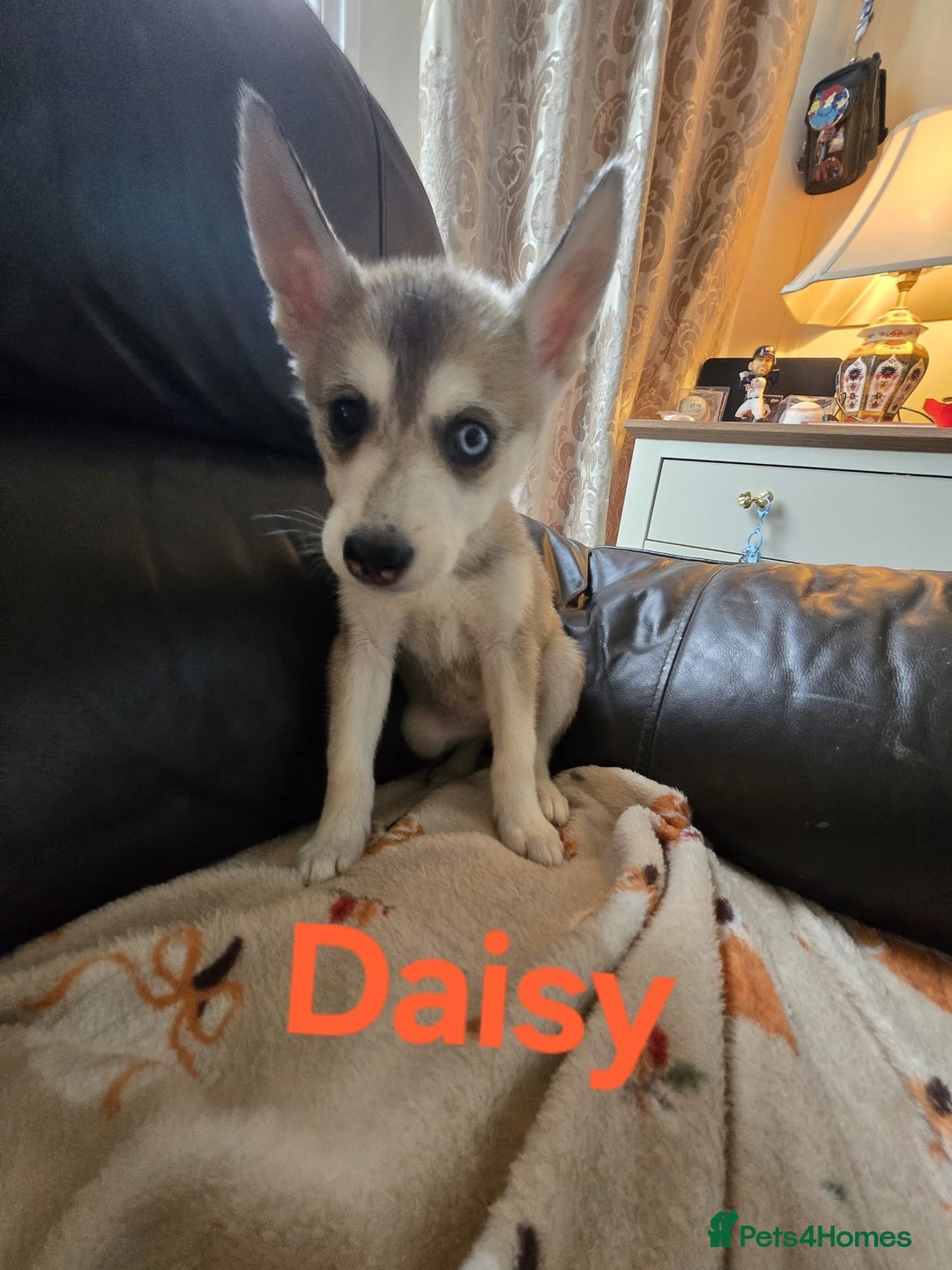 Siberian Husky dogs for sale: BEAUTIFUL SIBERIAN HUSKY PUPPIES WOLF GREY - Image 4