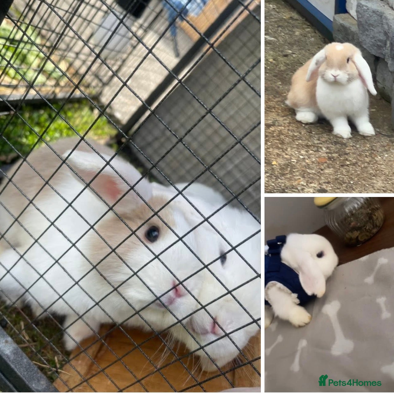 English Lop rabbits Rabbits - Advert 1