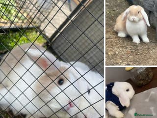 English Lop rabbits Rabbits - Advert 1