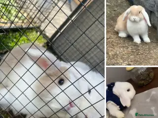 English Lop rabbits Rabbits - Advert 7