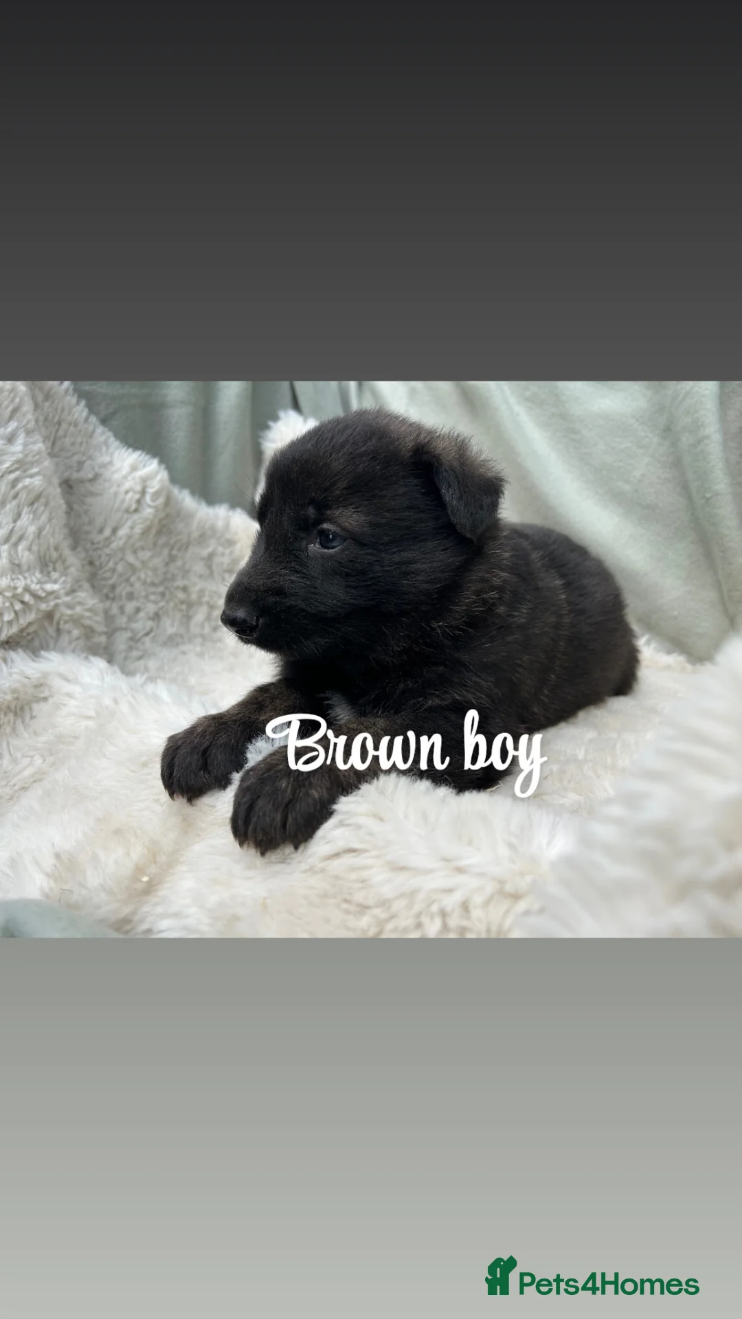 German Shepherd dogs for sale: Kc reg German shepherd puppys - Advert 2