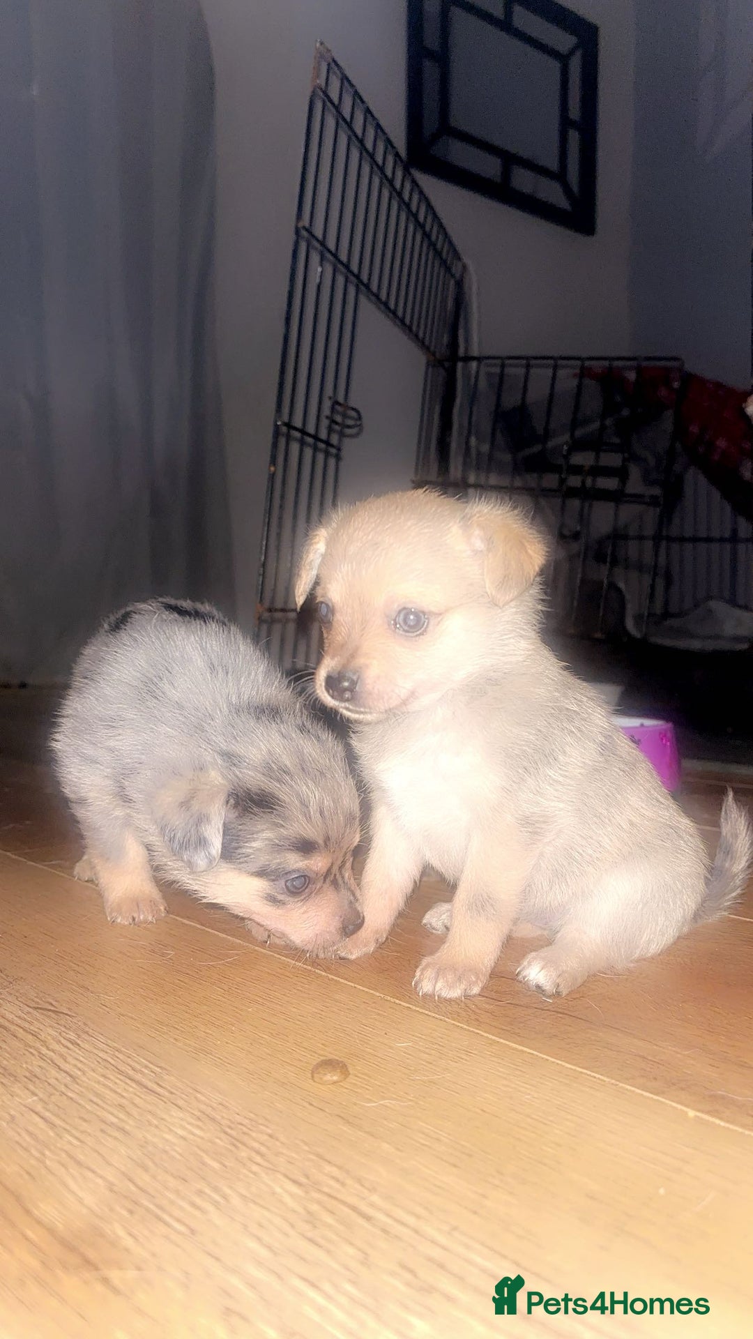 Chihuahua dogs for sale: MERLE CHIHUAHUAS 🐶 2 BOYS 1 GIRL STILL AVAILABLE - Advert 25