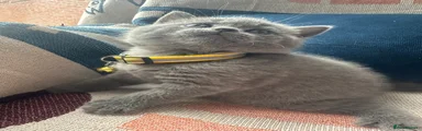 British Shorthair Kitten 2
