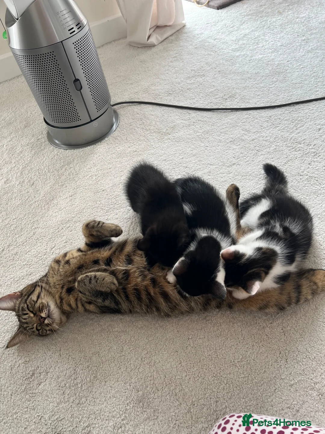 British Shorthair cats for sale: British shorthair kittens - Advert 2