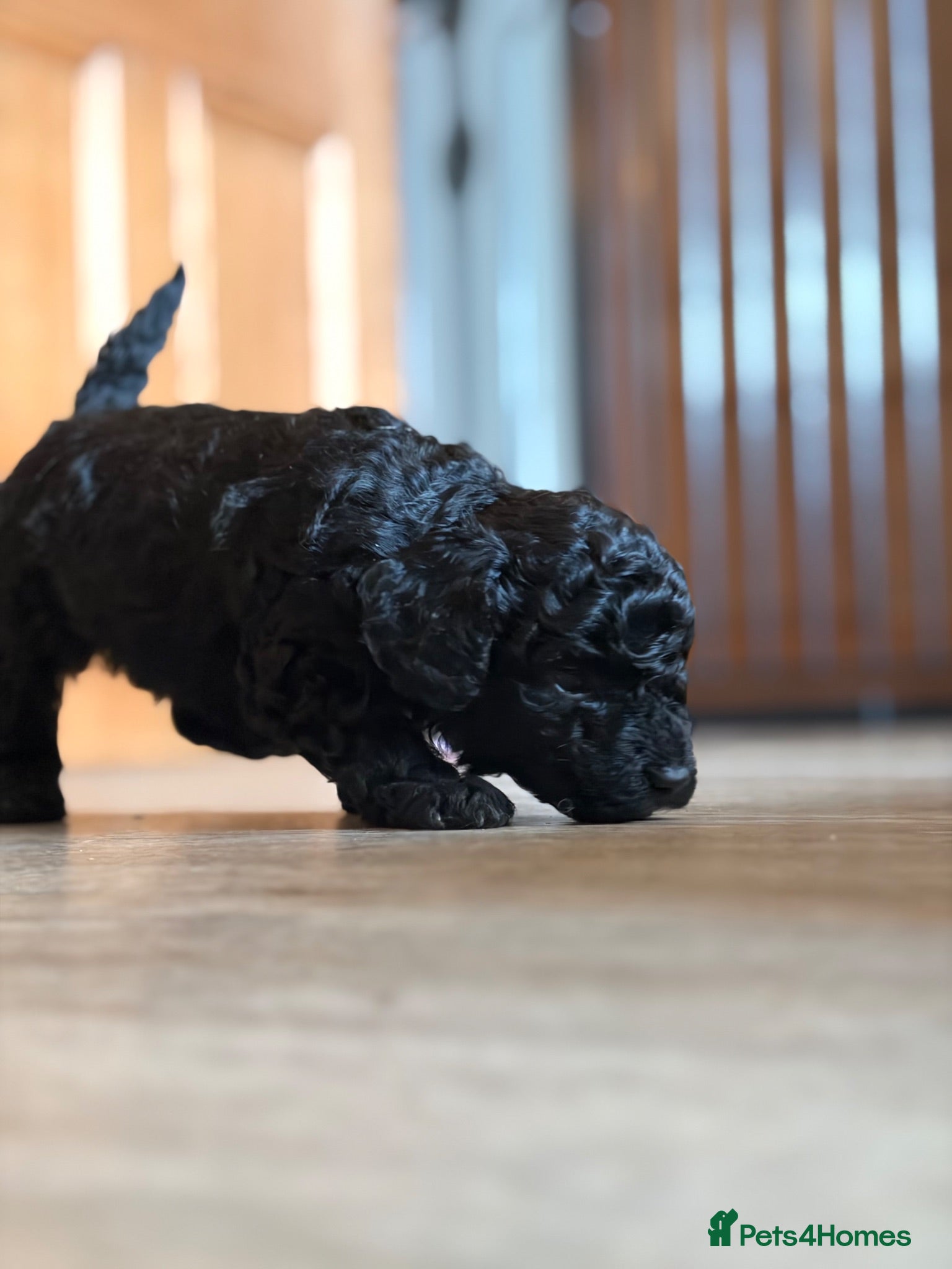 Toy Poodle dogs Last puppy. Black boy. £750  - Advert 3