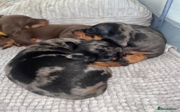 Miniature Dachshund dogs for sale: KC Reg Pedigree Mini Smooth Haired Dachshunds - Image 24