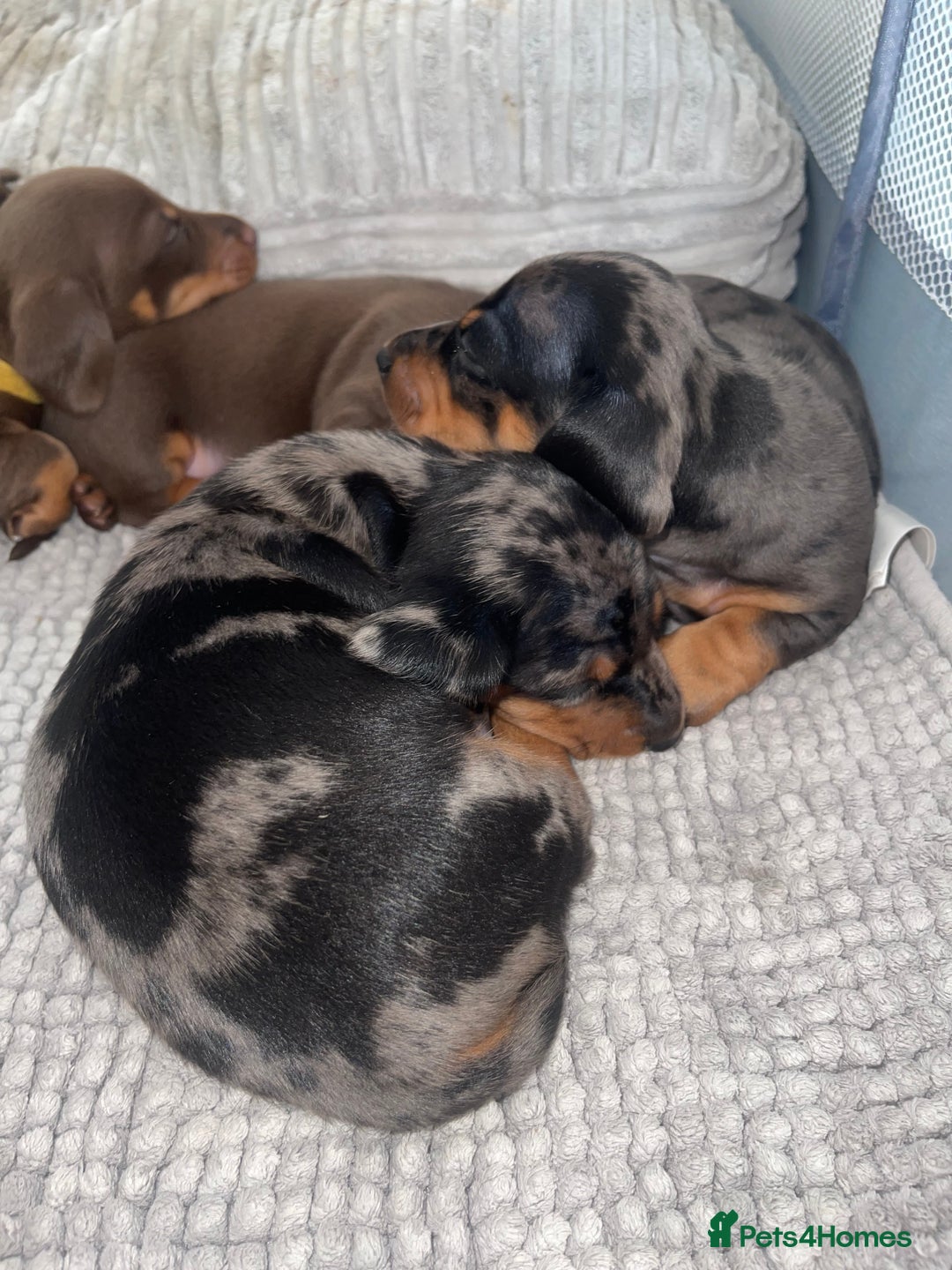 Miniature Dachshund dogs for sale: KC Reg Pedigree Mini Smooth Haired Dachshunds - Image 24