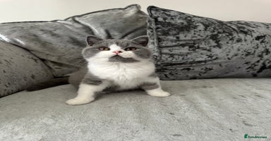 British Shorthair cats - Advert 9