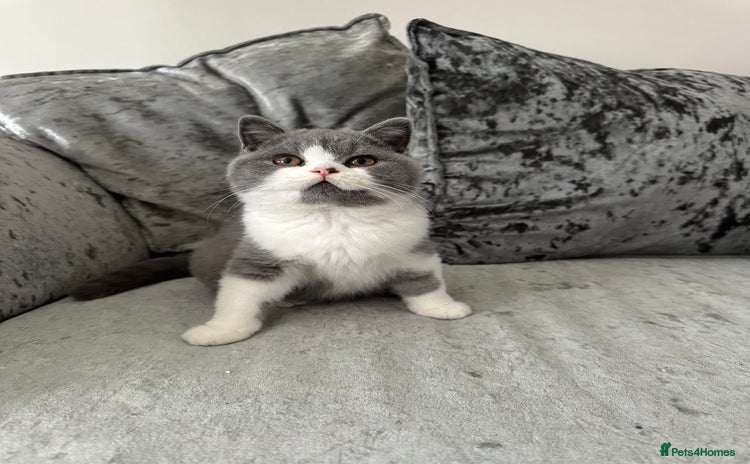 British Shorthair cats - Advert 12