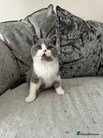 British Shorthair cats - Advert 2