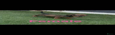 Dachshund 4