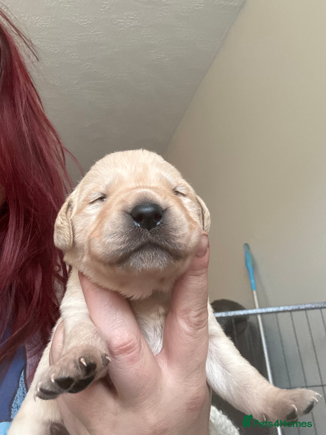 Mixed Breed dogs for sale: Stunning lab/rottie x golden retriever puppies e - Advert 20