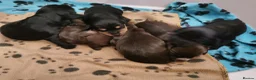 Cocker Spaniel dogs for sale: Show Cocker Spaniel Puppies for sale  in Lincoln - Advert 7