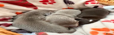 Miniature Dachshund 3