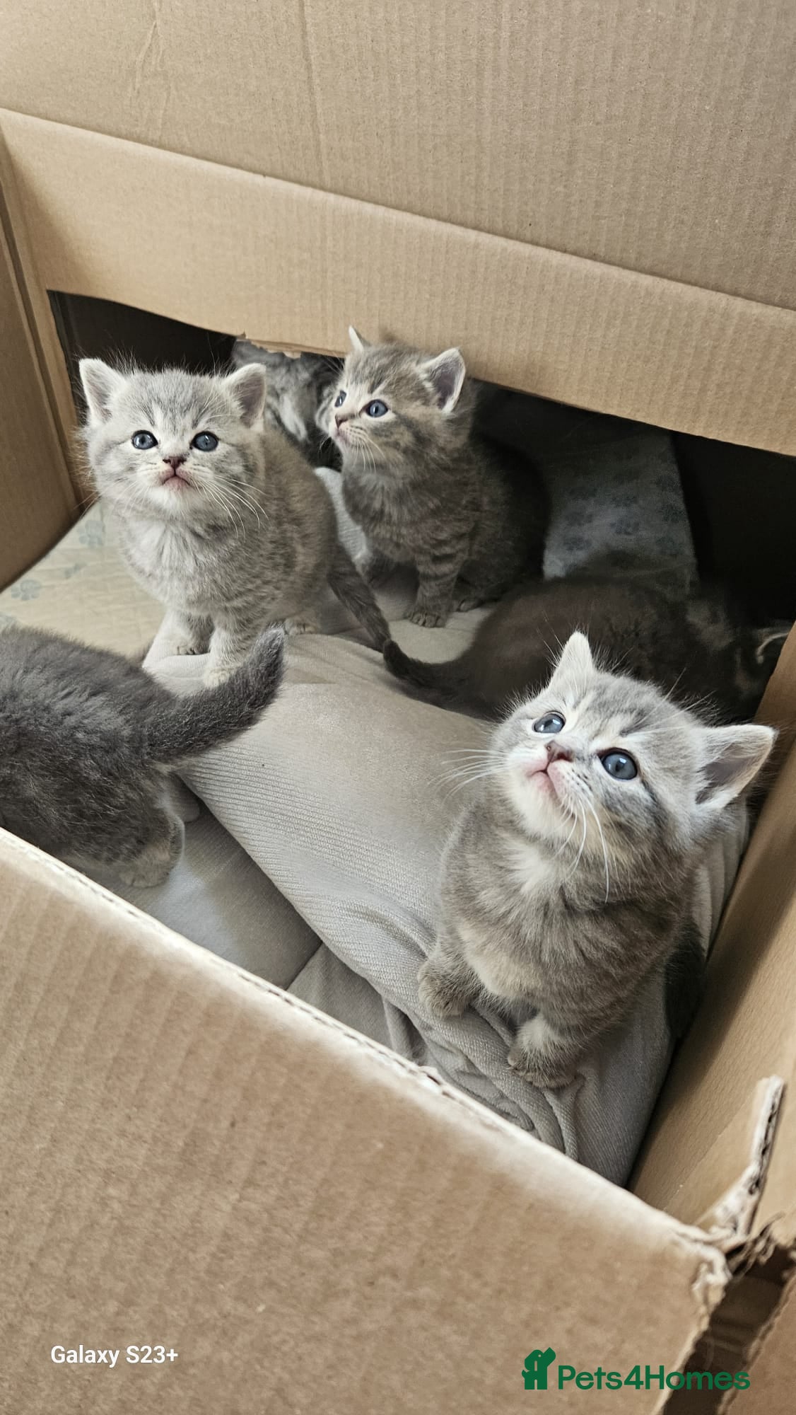 Mixed Breed cats Ragdoll cross British kittens  - Advert 5