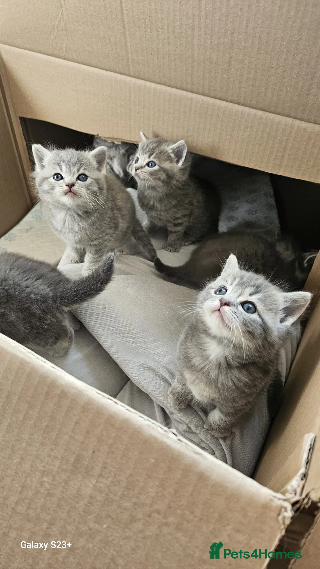 Mixed Breed cats for sale: Ragdoll cross British kittens  in Plymouth - Advert 1