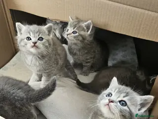 Mixed Breed cats Ragdoll cross British kittens - Advert 1