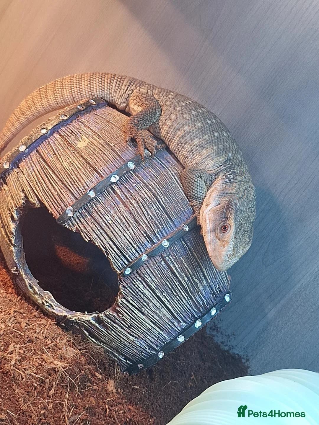 Monitor reptiles for sale: Boss monitor  - Advert 2
