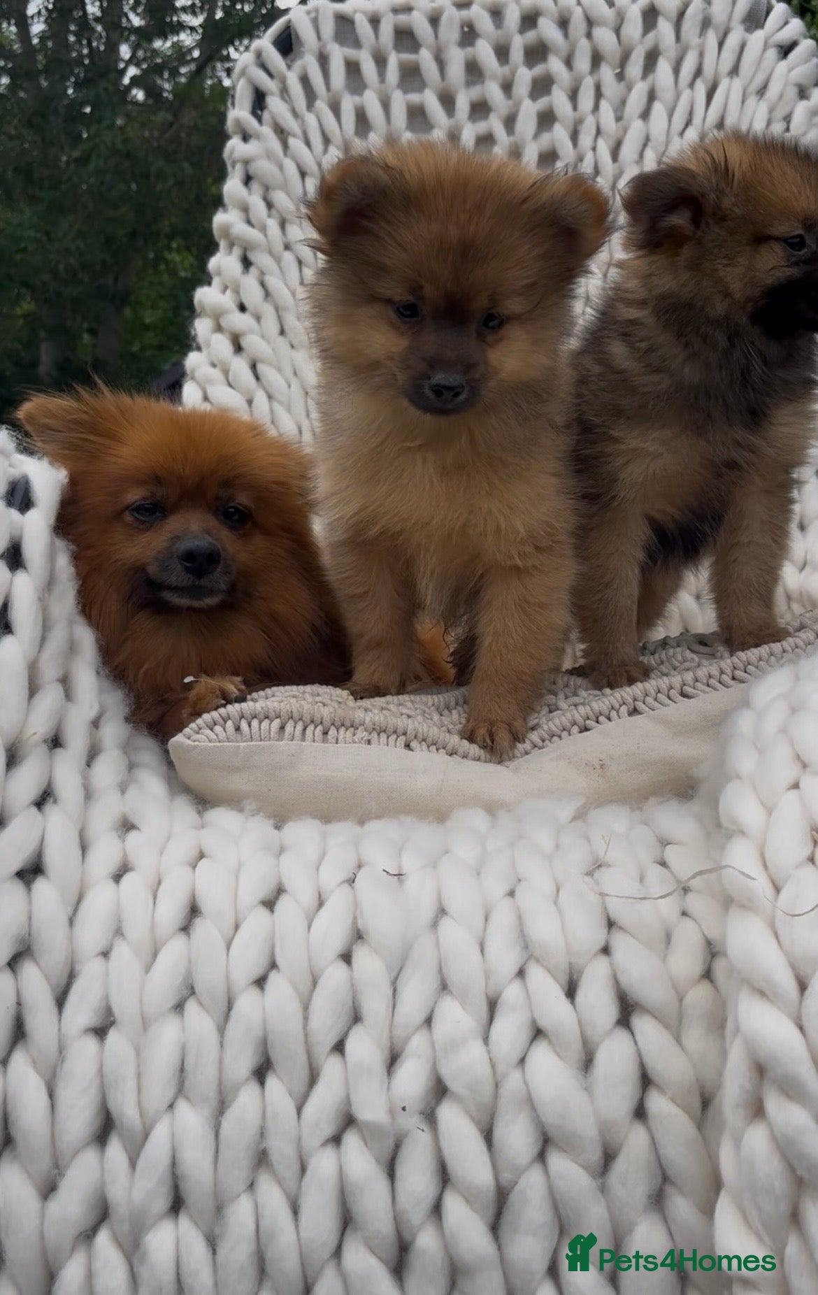 Pomeranian dogs 🧸 Teddy Bears 🧸 Tiny Pom babies  - Advert 1