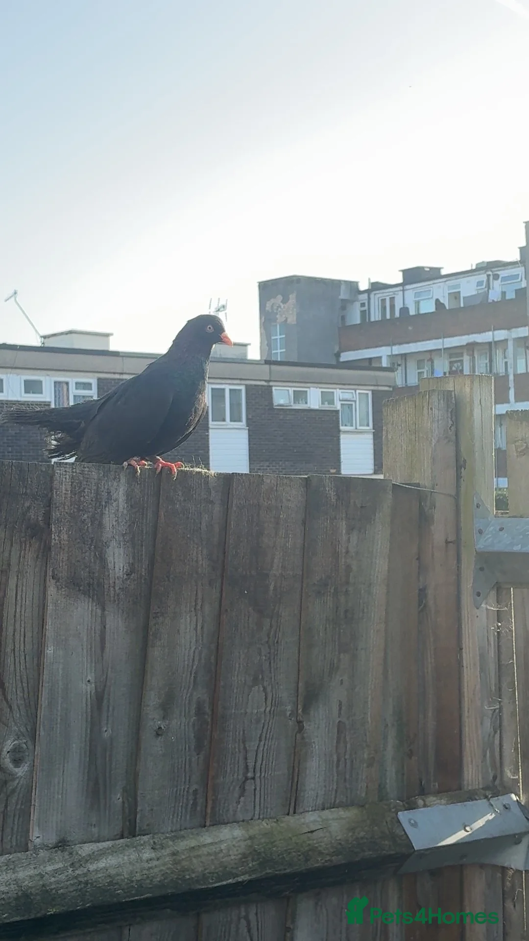 Pigeons birds for sale: Oriental Rollers for sale!!! - Advert 3