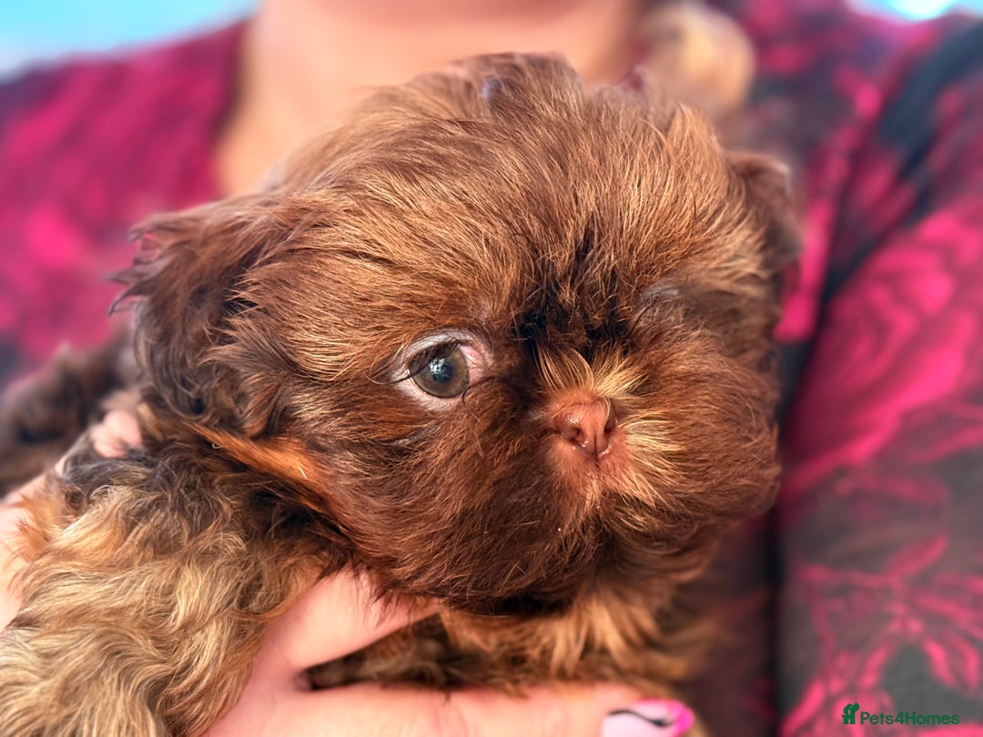 Shih Tzu dogs for sale: Shih Tzu KARASHISHI Line Two Boys Left Green Eyes - Advert 25