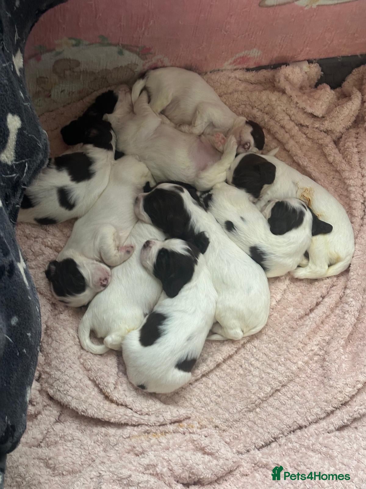 English Springer Spaniel dogs 9 Liver & White Springer Spaniel Puppies  - Advert 6