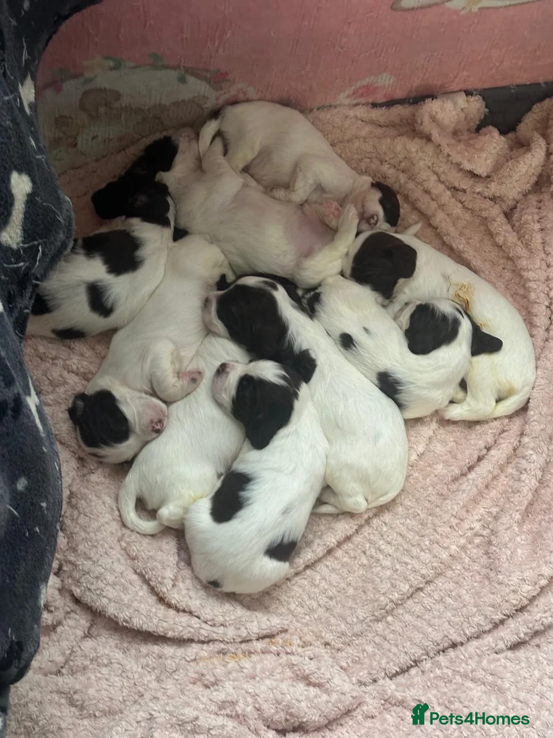 English Springer Spaniel dogs for sale: 9 Liver & White Springer Spaniel Puppies  - Advert 2