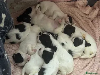 English Springer Spaniel dogs 9 Liver & White Springer Spaniel Puppies - Advert 1
