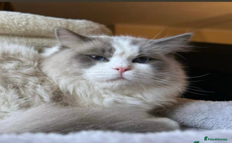 Ragdoll cats - Advert 1