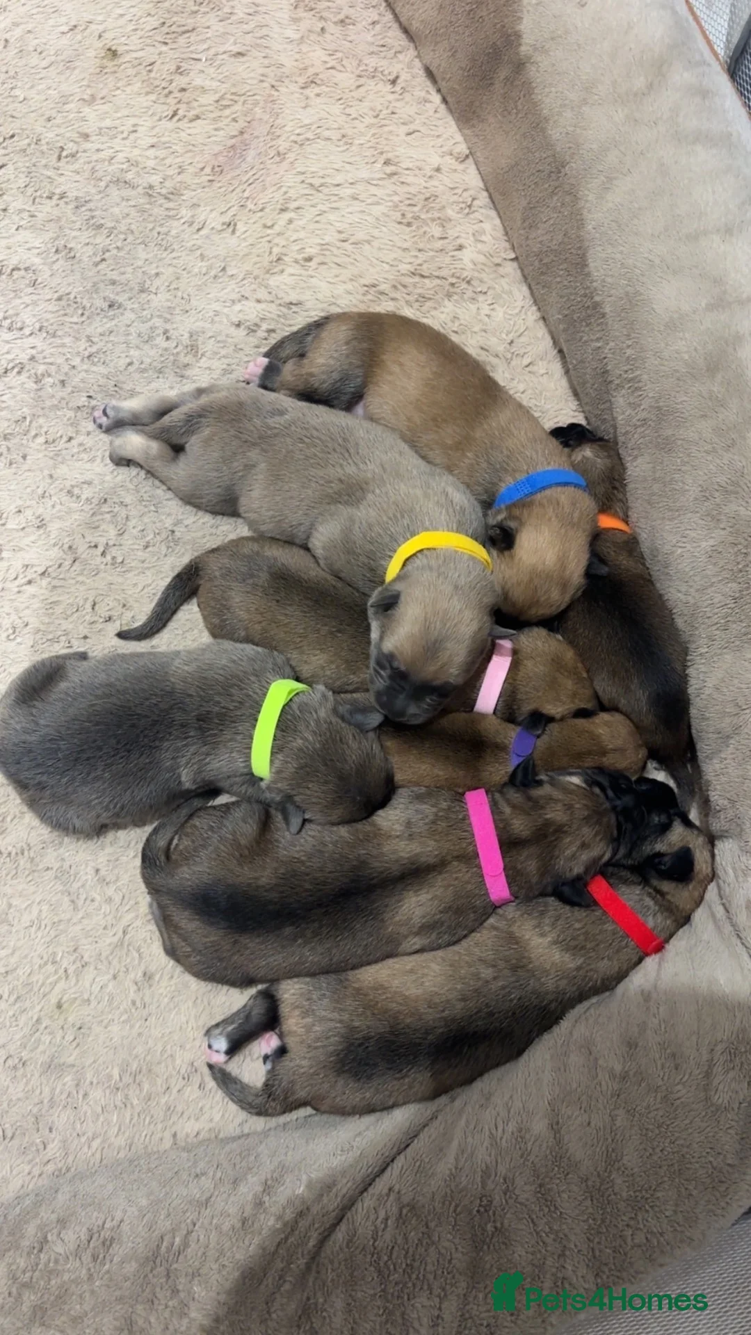 Belgian Shepherd Dog dogs for sale: Belgian Malinois pups  in Wigan - Advert 1