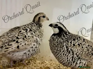 Quail poultry Pair of snowflake bobwhite quail - Advert 10