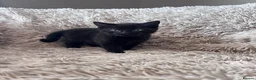 Mixed Breed cats for sale: Mix breed kittens - Advert 4