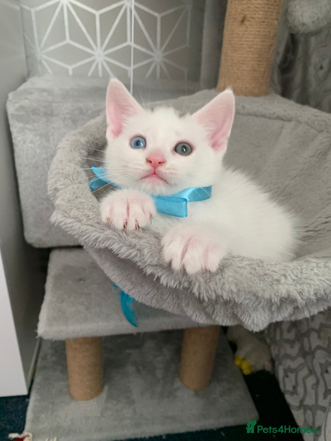 Turkish Angora cats for sale: Heterochromia Mixed Angora Male Kitten for sale - Advert 9
