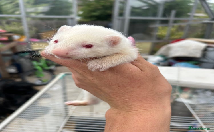 Ferret rodents - Advert 3