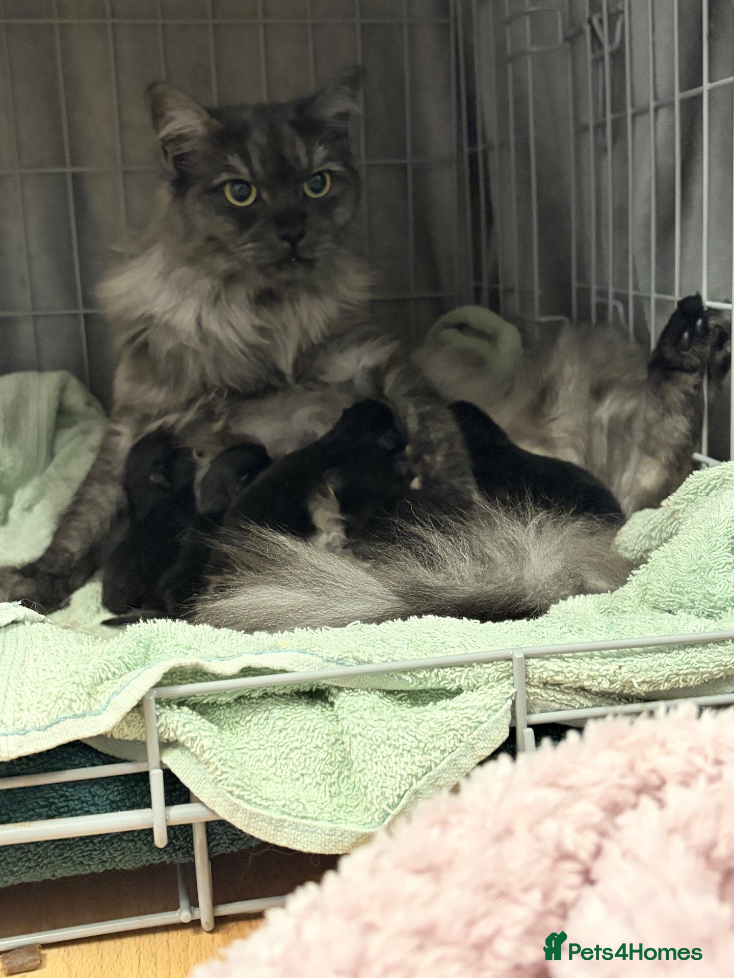 Mixed Breed cats for sale: Beautiful kittens  - Advert 7
