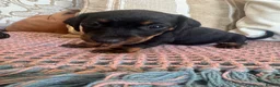Miniature Dachshund dogs for sale: Miniature dachshunds for sale in Witney - Advert 15