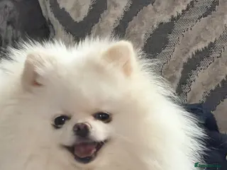 Pomeranian dogs Male Pomeranian for sale teddy bears xs - Advert 1