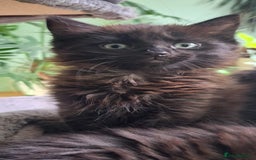 Siberian cats for sale: 6 lovely Siberian kittens  - Image 35