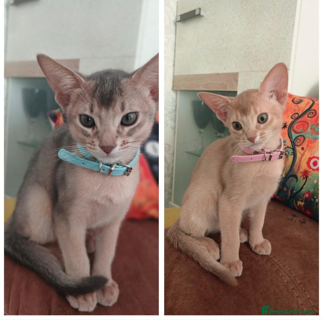 Abyssinian cats Beautiful Abyssinian Kittens  - Advert 2